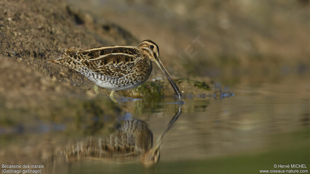 Common Snipe