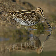 Common Snipe