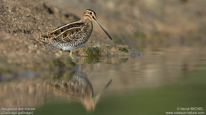 Common Snipe