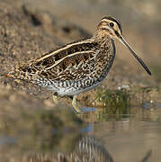 Common Snipe