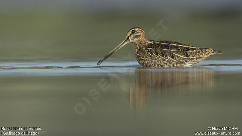 Common Snipe