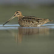 Common Snipe