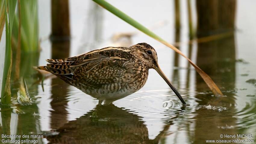 Common Snipe