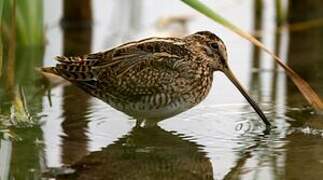 Common Snipe