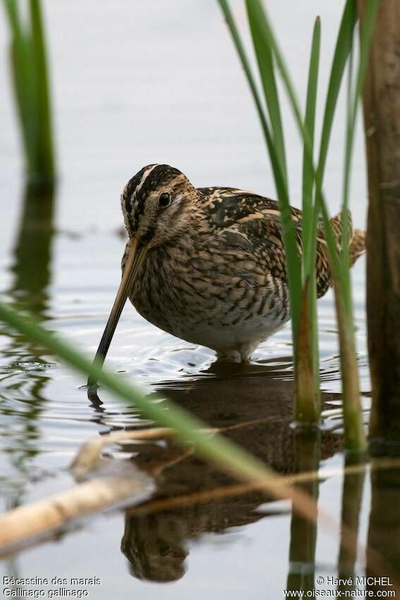 Common Snipe