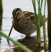 Common Snipe