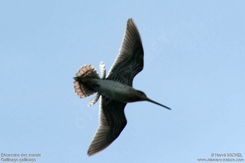 Common Snipe, Behaviour