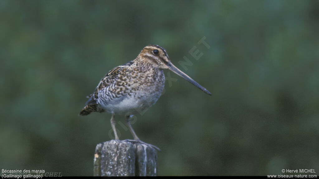 Common Snipe