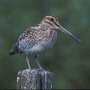 Common Snipe