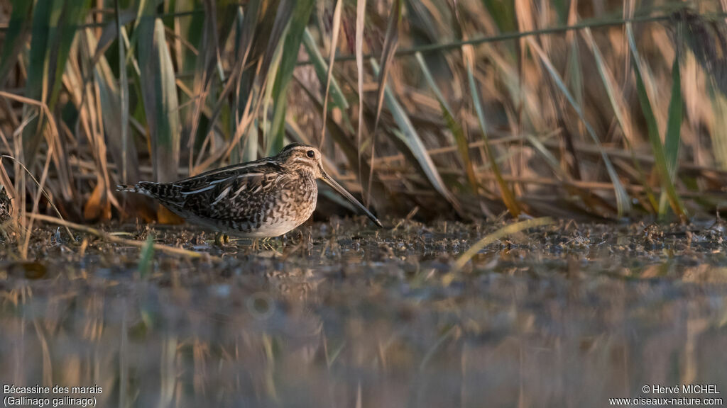 Common Snipe