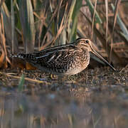 Common Snipe