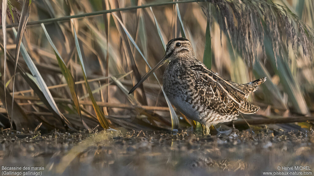 Common Snipe