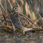 Common Snipe