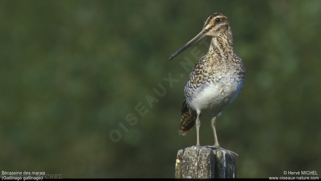 Common Snipe