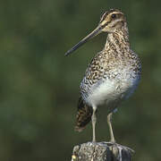 Common Snipe