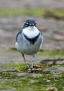 Mountain Wagtail