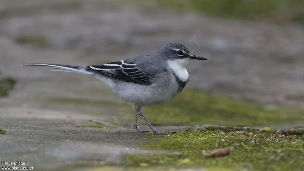 Mountain Wagtailadult, identification