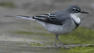 Mountain Wagtail