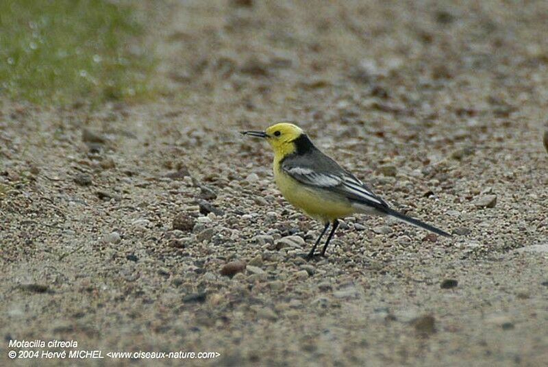 Citrine Wagtail