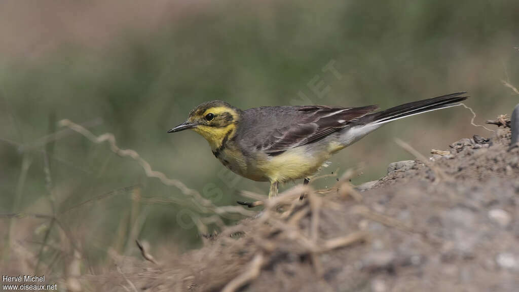 Citrine Wagtail female adult post breeding, identification