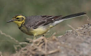 Citrine Wagtail