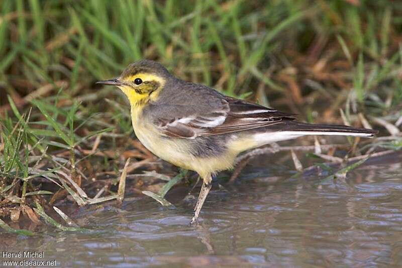 Citrine Wagtail female adult post breeding, identification