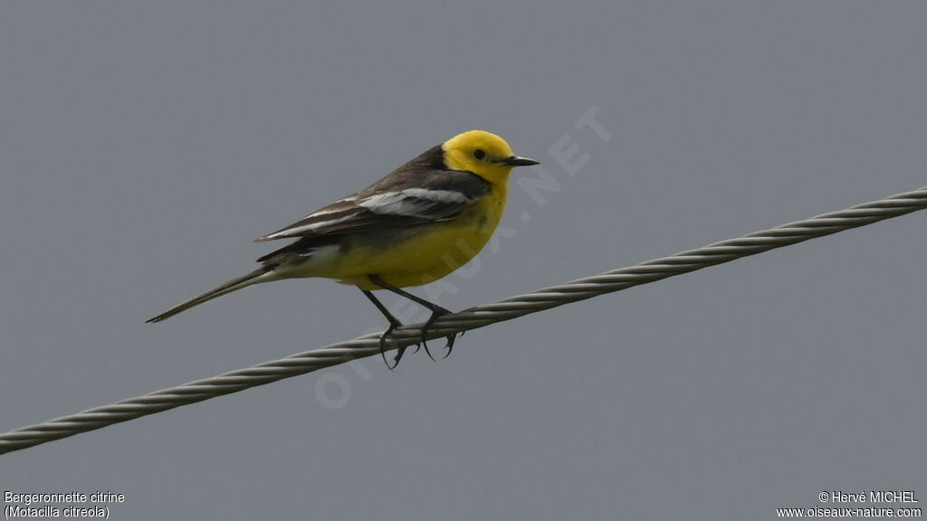 Citrine Wagtail male adult breeding