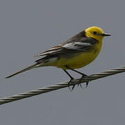 Citrine Wagtail