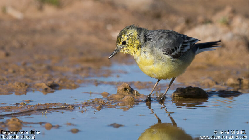 Citrine Wagtailadult