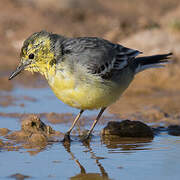 Citrine Wagtail