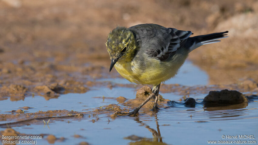 Citrine Wagtailadult