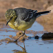 Citrine Wagtail