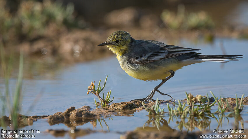 Citrine Wagtail