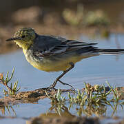 Citrine Wagtail