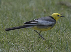 Citrine Wagtail