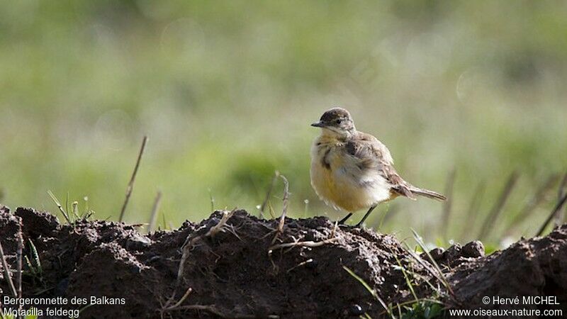 Western Yellow Wagtail (feldegg) female adult breeding