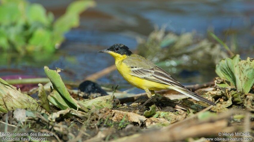 Western Yellow Wagtail (feldegg) male