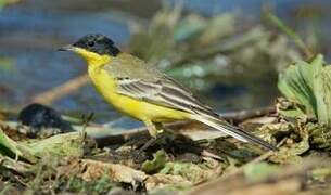 Western Yellow Wagtail (feldegg)