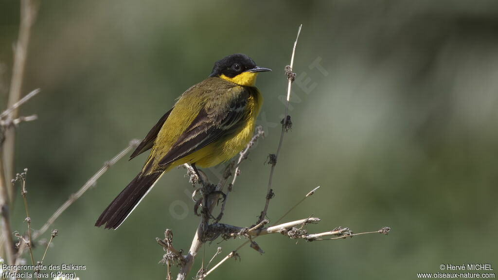 Western Yellow Wagtail (feldegg)