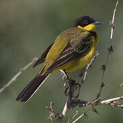 Western Yellow Wagtail (feldegg)