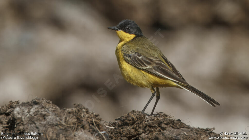 Western Yellow Wagtail (feldegg) male adult breeding