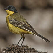 Western Yellow Wagtail (feldegg)