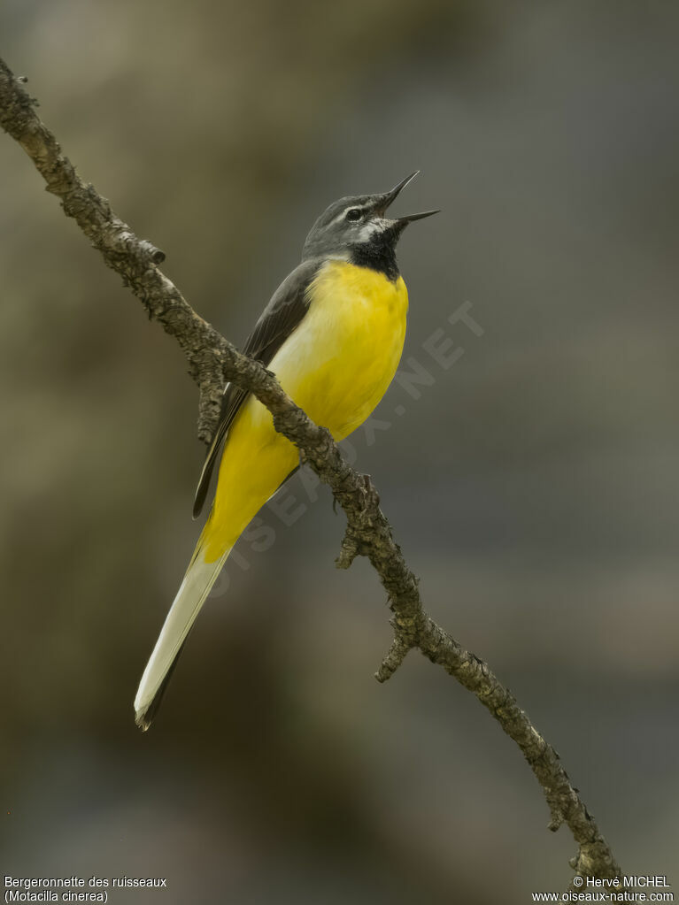 Grey Wagtail male adult breeding