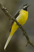 Grey Wagtail