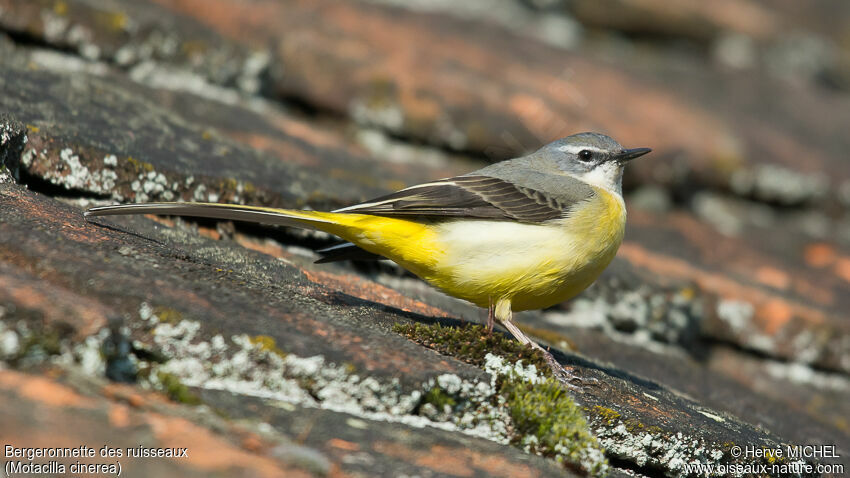 Grey Wagtail female adult breeding