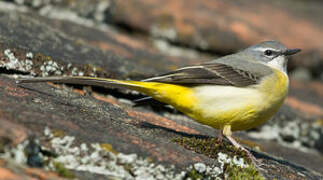 Grey Wagtail