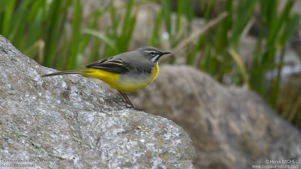 Grey Wagtail male adult breeding