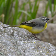 Grey Wagtail