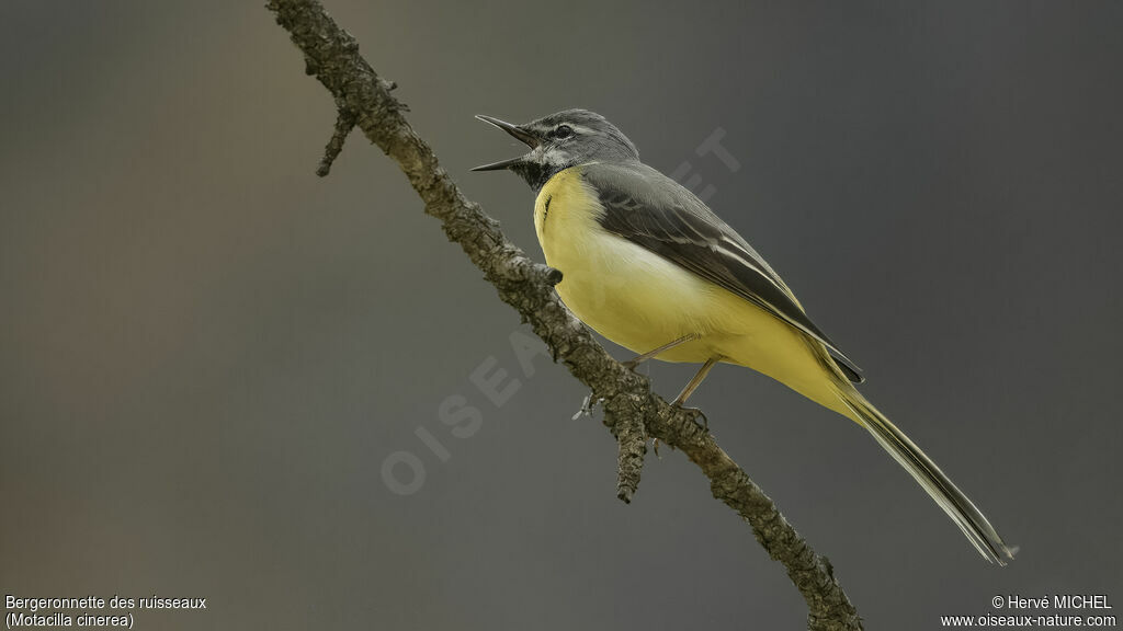 Grey Wagtail male adult breeding