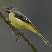 Grey Wagtail